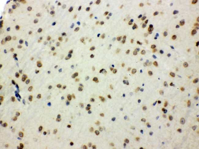 p66 / SHC Antibody - SHC1 antibody IHC-paraffin: Mouse Brain Tissue.