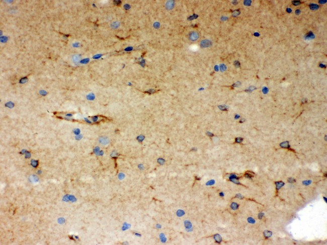 p66 / SHC Antibody - SHC1 antibody IHC-paraffin: Rat Brain Tissue.
