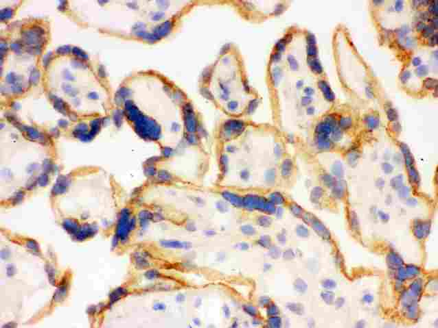p66 / SHC Antibody - anti-SHC1 Picoband antibody IHC(F)IHC(F): Human Placenta Tissue