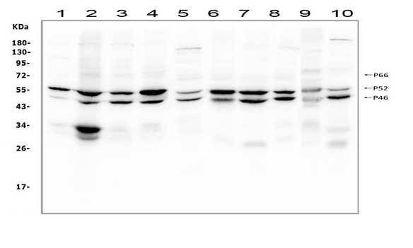 p66 / SHC Antibody - Western blot analysis of SHC using anti-SHC antibody. Electrophoresis was performed on a 5-20% SDS-PAGE gel at 70V (Stacking gel) / 90V (Resolving gel) for 2-3 hours. The sample well of each lane was loaded with 50ug of sample under reducing conditions. Lane 1: human A431 whole cell lysate, Lane 2: human Hela whole cell lysate, Lane 3: human HepG2 whole cell lysate, Lane 4: human Jurkat whole cell lysate, Lane 5: human K562 whole cell lysate, Lane 6: human THP-1 whole cell lysate, Lane 7: rat C6 whole cell lysate, Lane 8: mouse thymus tissue lysate, Lane 9: mouse RAW246. 7 whole cell lysate, Lane 10: mouse NIH3T3 whole cell lysate. After Electrophoresis, proteins were transferred to a Nitrocellulose membrane at 150mA for 50-90 minutes. Blocked the membrane with 5% Non-fat Milk/ TBS for 1.5 hour at RT. The membrane was incubated with rabbit anti-SHC antigen affinity purified polyclonal antibody at 0.5 µg/mL overnight at 4°C, then washed with TBS-0.1% Tween 3 times with 5 minutes each and probed with a goat anti-rabbit IgG-HRP secondary antibody at a dilution of 1:10000 for 1.5 hour at RT. The signal is developed using an Enhanced Chemiluminescent detection (ECL) kit with Tanon 5200 system. Specific bands were detected for SHC at approximately 46, 52, 66KD. The expected band size for SHC are at 46, 52, 66KD.