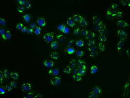 p66 / SHC Antibody - Immunofluorescent staining of HT29 cells using anti-SHC1 mouse monoclonal antibody.