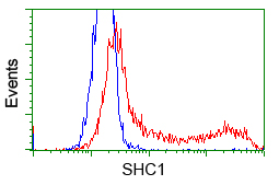 p66 / SHC Antibody - HEK293T cells transfected with either pCMV6-ENTRY SHC1 (Red) or empty vector control plasmid (Blue) were immunostained with anti-SHC1 mouse monoclonal, and then analyzed by flow cytometry.