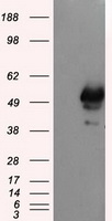 p66 / SHC Antibody - HEK293T cells were transfected with the pCMV6-ENTRY control (Left lane) or pCMV6-ENTRY SHC1 (Right lane) cDNA for 48 hrs and lysed. Equivalent amounts of cell lysates (5 ug per lane) were separated by SDS-PAGE and immunoblotted with anti-SHC1.