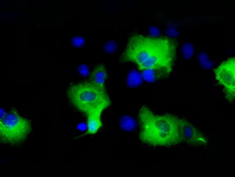 p66 / SHC Antibody - Anti-SHC1 mouse monoclonal antibody  immunofluorescent staining of COS7 cells transiently transfected by pCMV6-ENTRY SHC1.