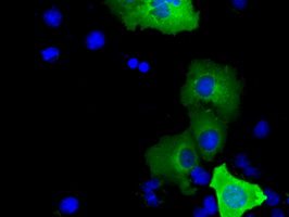 p66 / SHC Antibody - Anti-SHC1 mouse monoclonal antibody  immunofluorescent staining of COS7 cells transiently transfected by pCMV6-ENTRY SHC1.
