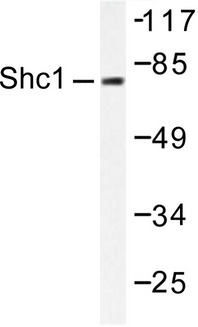 p66 / SHC Antibody - Western blot of Shc (L421) pAb in extracts from HeLa cells treated with Calyculin A 50nM 15' or HeLa cells treated with Calyculin A 100nM 30'.