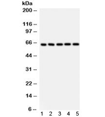 p66 / SHC Antibody