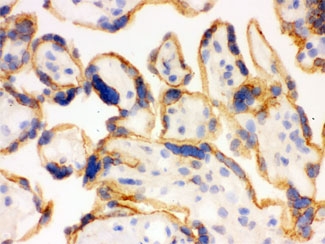 p66 / SHC Antibody