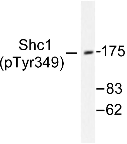 p66 / SHC Antibody - Western blot of p-Shc (Y349) pAb in extracts from HuvEc cells treated with EGF.