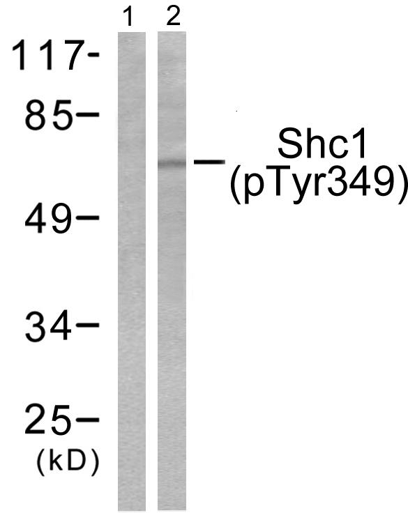 p66 / SHC Antibody - Western blot analysis of lysates from 293 cells treated with EGF 200ng/ml 30', using Shc (Phospho-Tyr349) Antibody. The lane on the left is blocked with the phospho peptide.