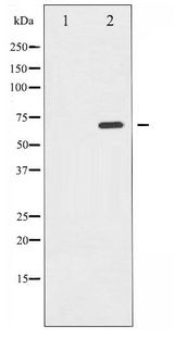 p66 / SHC Antibody - Western blot of Shc phosphorylation expression in EGF treated 293 whole cell lysates,The lane on the left is treated with the antigen-specific peptide.