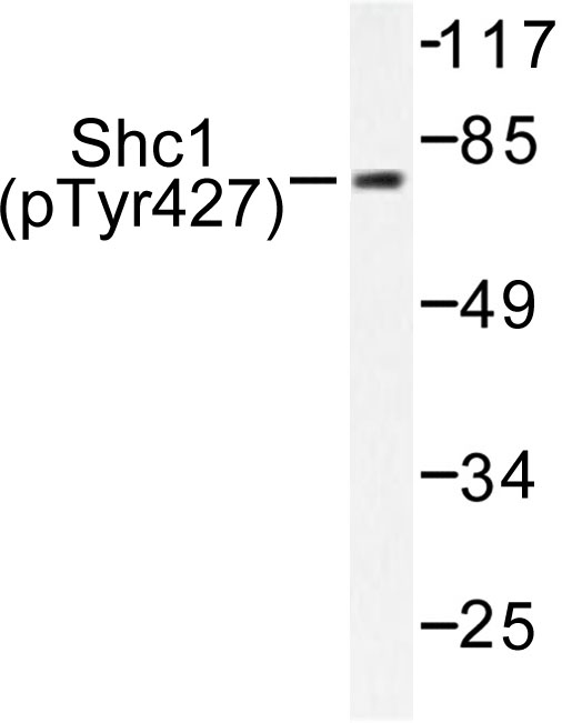 p66 / SHC Antibody - Western blot of p-Shc (Y427) pAb in extracts from HepG2 cells.