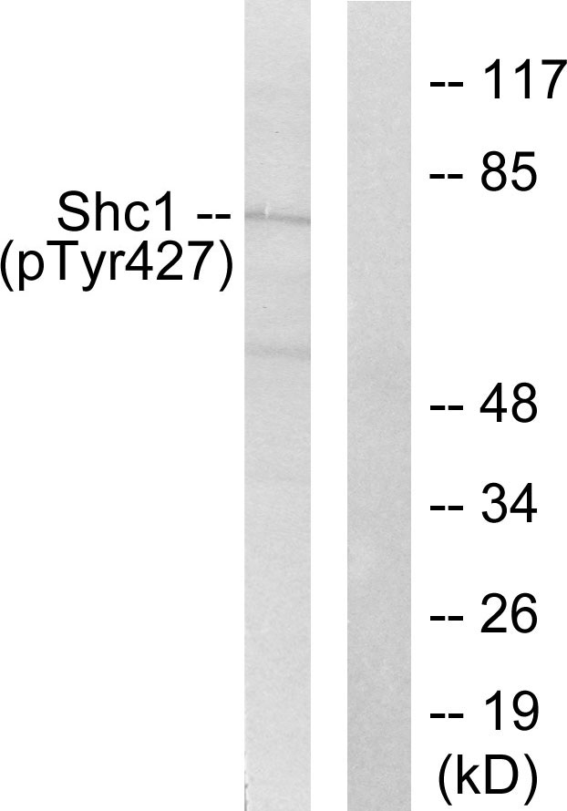 p66 / SHC Antibody - Western blot analysis of lysates from 293 cells treated with EGF 200ng/ml 5', using Shc (Phospho-Tyr427) Antibody. The lane on the right is blocked with the phospho peptide.