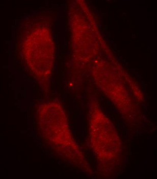p66 / SHC Antibody - Immunofluorescence staining of methanol-fixed Hela cells.