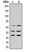 p66 / SHC Antibody - Western blot analysis of SHCA (pY427) expression in HeLa (A); HEK293T (B) whole cell lysates.