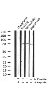 p66 / SHC Antibody - Western blot analysis of Phospho-Shc (Tyr427) expression in various lysates