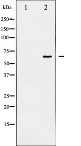 p66 / SHC Antibody - Western blot analysis of Shc phosphorylation expression in EGF treated 293 whole cells lysates. The lane on the left is treated with the antigen-specific peptide.