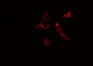 p66 / SHC Antibody - Staining 293 cells by IF/ICC. The samples were fixed with PFA and permeabilized in 0.1% Triton X-100, then blocked in 10% serum for 45 min at 25°C. The primary antibody was diluted at 1:200 and incubated with the sample for 1 hour at 37°C. An Alexa Fluor 594 conjugated goat anti-rabbit IgG (H+L) antibody, diluted at 1/600, was used as secondary antibody.