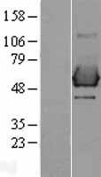 p66 / SHC Protein - Western validation with an anti-DDK antibody * L: Control HEK293 lysate R: Over-expression lysate