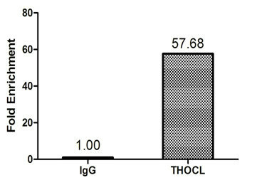 p84 / THOC1 Antibody - Chromatin Immunoprecipitation 293T (1.6*10E6) were cross-linked with formaldehyde, sonicated, and immunoprecipitated with 4µg anti-THOC1 or a control normal rabbit IgG. The resulting ChIP DNA was quantified tissue using real-time PCR with primers (THOC1) against the RHOX5 promoter.