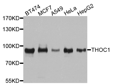 p84 / THOC1 Antibody - Western blot analysis of extracts of various cell lines.