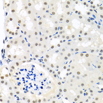 p84 / THOC1 Antibody - Immunohistochemistry of paraffin-embedded mouse kidney tissue.
