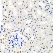 p84 / THOC1 Antibody - Immunohistochemistry of paraffin-embedded mouse kidney tissue.