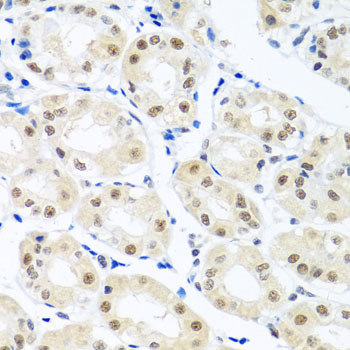 p84 / THOC1 Antibody - Immunohistochemistry of paraffin-embedded human stomach tissue.