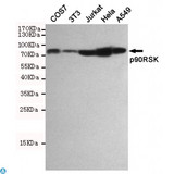 p90RSK Antibody - Western blot detection of p90RSK in COS7, 3T3, Jurkat, Hela and A549 cell lysates using p90RSK mouse mAb (dilution 1:1000). Predicted band size: 90KDa. Observed band size: 90KDa.