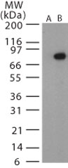 PA / Protective Antigen Antibody - Western blot of Anthrax PA in recombinant protein using antibody (Lane B) at 1:1000 dilution. Lane A shows the pre-bleed.