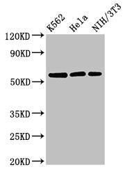 PA26 / SESN1 Antibody - Western Blot Positive WB detected in:K562 whole cell lysate,Hela whole cell lysate,NIH/3T3 whole cell lysate All Lanes:SESN1 antibody at 3µg/ml Secondary Goat polyclonal to rabbit IgG at 1/50000 dilution Predicted band size: 57,64,50 KDa Observed band size: 57 KDa