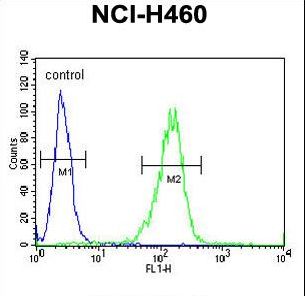 PA26 / SESN1 Antibody - Sestrin-1 Antibody flow cytometry of NCI-H460 cells (right histogram) compared to a negative control cell (left histogram). FITC-conjugated goat-anti-rabbit secondary antibodies were used for the analysis.
