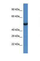 PA26 / SESN1 Antibody - SESN1 antibody Western blot of Rat Brain lysate. Antibody concentration 1 ug/ml.  This image was taken for the unconjugated form of this product. Other forms have not been tested.