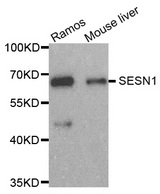 PA26 / SESN1 Antibody - Western blot analysis of extracts of various cell lines.