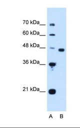 PA2G4 / EBP1 Antibody - Lane A: Marker. Lane B: HepG2 cell lysate. Antibody concentration: 1.25 ug/ml. Gel concentration: 12%.  This image was taken for the unconjugated form of this product. Other forms have not been tested.