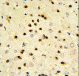 PA2G4 / EBP1 Antibody - EBP1 Antibody IHC of formalin-fixed and paraffin-embedded mouse brain tissue followed by peroxidase-conjugated secondary antibody and DAB staining.