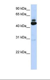 PA2G4 / EBP1 Antibody - 293T cell lysate. Antibody concentration: 1.0 ug/ml. Gel concentration: 12%.  This image was taken for the unconjugated form of this product. Other forms have not been tested.