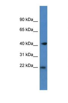 PA2G4 / EBP1 Antibody - PA2G4 / EBP1 antibody Western blot of Mouse Brain lysate. Antibody concentration 1 ug/ml.  This image was taken for the unconjugated form of this product. Other forms have not been tested.