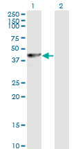 PA2G4 / EBP1 Antibody - Western Blot analysis of PA2G4 expression in transfected 293T cell line by PA2G4 monoclonal antibody (M01), clone 2A5.Lane 1: PA2G4 transfected lysate(43.8 KDa).Lane 2: Non-transfected lysate.