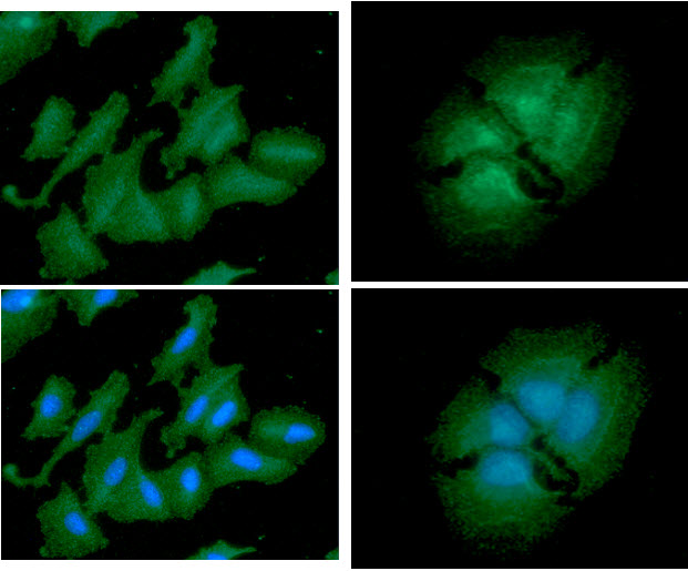 PA2G4 / EBP1 Antibody - ICC/IF analysis of PA2G4 in HeLa cells line, stained with DAPI (Blue) for nucleus staining and monoclonal anti-human PA2G4 antibody (1:100) with goat anti-mouse IgG-Alexa fluor 488 conjugate (Green).ICC/IF analysis of PA2G4 in A549 cells line, stained with DAPI (Blue) for nucleus staining and monoclonal anti-human PA2G4 antibody (1:100) with goat anti-mouse IgG-Alexa fluor 488 conjugate (Green).