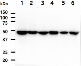 PA2G4 / EBP1 Antibody - The cell lysates (40ug) were resolved by SDS-PAGE, transferred to PVDF membrane and probed with anti-human PA2G4 antibody (1:1000). Proteins were visualized using a goat anti-mouse secondary antibody conjugated to HRP and an ECL detection system. Lane 1. : HeLa cell lysate Lane 2. : MCF7 cell lysate Lane 3. : A549 cell lysate Lane 4. : 293T cell lysate Lane 5. : A431 cell lysate Lane 6. : Jurkat cell lysate