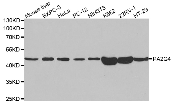 PA2G4 / EBP1 Antibody - Western blot analysis of extracts of various cell lines, using PA2G4 antibody.