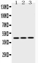 PA2G4 / EBP1 Antibody - Western blot - Anti-EBP1 Picoband Antibody
