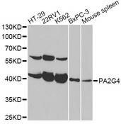 PA2G4 / EBP1 Antibody - Western blot analysis of extracts of various cell lines, using PA2G4 antibody at 1:1000 dilution. The secondary antibody used was an HRP Goat Anti-Rabbit IgG (H+L) at 1:10000 dilution. Lysates were loaded 25ug per lane and 3% nonfat dry milk in TBST was used for blocking.