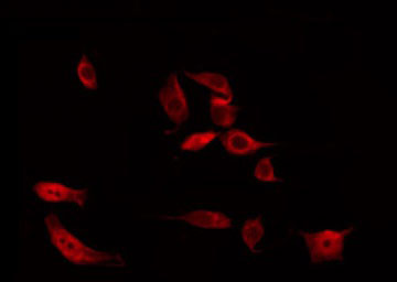 PA2G4 / EBP1 Antibody - Staining HuvEc cells by IF/ICC. The samples were fixed with PFA and permeabilized in 0.1% Triton X-100, then blocked in 10% serum for 45 min at 25°C. The primary antibody was diluted at 1:200 and incubated with the sample for 1 hour at 37°C. An Alexa Fluor 594 conjugated goat anti-rabbit IgG (H+L) Ab, diluted at 1/600, was used as the secondary antibody.