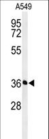 PAAF1 Antibody - Western blot of PAAF1 Antibody in A549 cell line lysates (35 ug/lane). PAAF1 (arrow) was detected using the purified antibody.