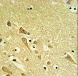 PAAF1 Antibody - PAAF1 Antibody IHC of formalin-fixed and paraffin-embedded human brain tissue followed by peroxidase-conjugated secondary antibody and DAB staining.