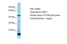 PAAF1 Antibody -  This image was taken for the unconjugated form of this product. Other forms have not been tested.