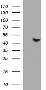PAAF1 Antibody - HEK293T cells were transfected with the pCMV6-ENTRY control (Left lane) or pCMV6-ENTRY PAAF1 (Right lane) cDNA for 48 hrs and lysed. Equivalent amounts of cell lysates (5 ug per lane) were separated by SDS-PAGE and immunoblotted with anti-PAAF1.