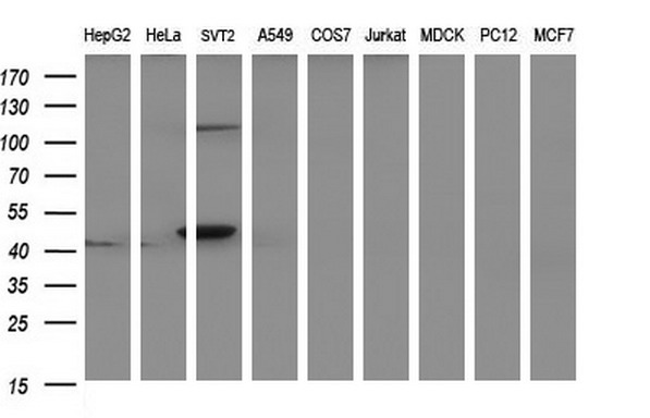 PAAF1 Antibody - Western blot of extracts (35ug) from 9 different cell lines by using anti-PAAF1 monoclonal antibody (HepG2: human; HeLa: human; SVT2: mouse; A549: human; COS7: monkey; Jurkat: human; MDCK: canine; PC12: rat; MCF7: human).
